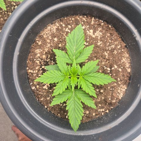 Sticky Beast TUPAC growlog timeline photo