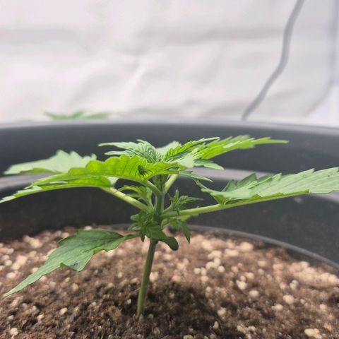 Sticky Beast TUPAC growlog timeline photo