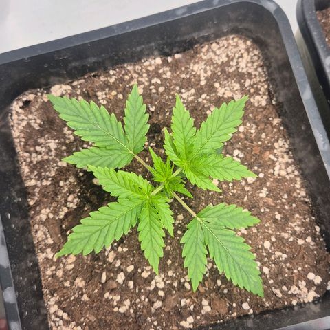 Sticky Beast BOB growlog timeline photo