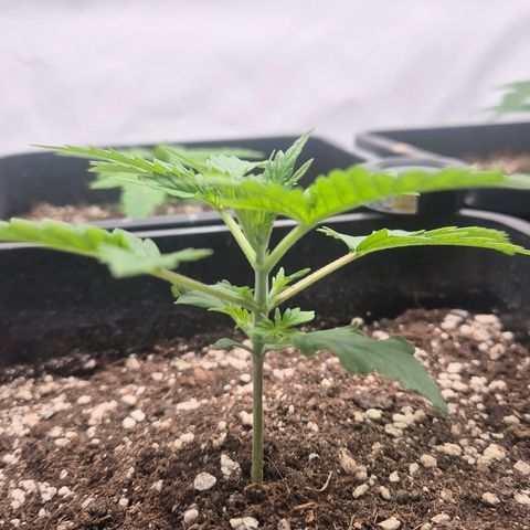 Sticky Beast BOB growlog timeline photo