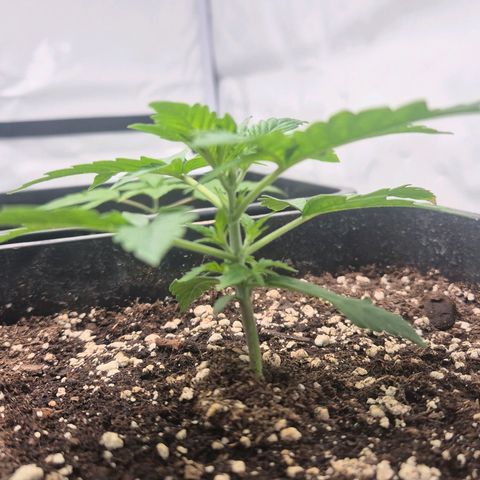 Sticky Beast BIGGY growlog timeline photo