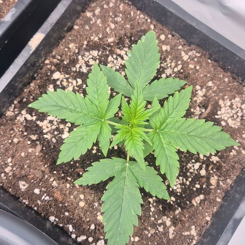 Sticky Beast BIGGY growlog timeline photo
