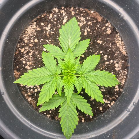 Sticky Beast TUPAC growlog timeline photo