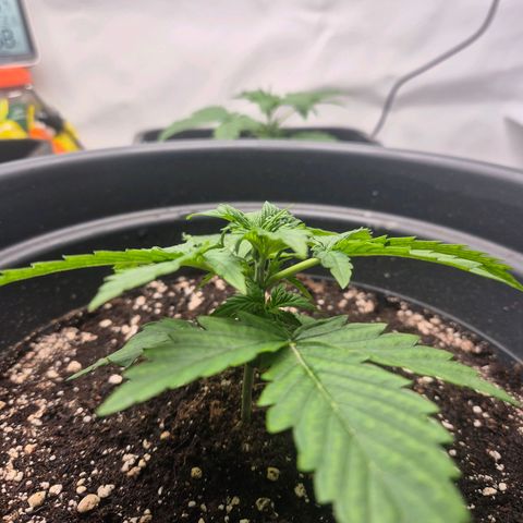 Sticky Beast TUPAC growlog timeline photo