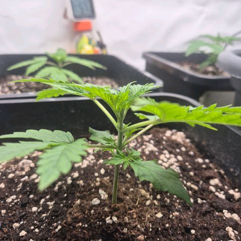 Sticky Beast BOB growlog timeline photo
