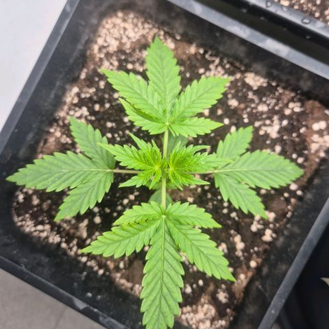 Sticky Beast BOB growlog timeline photo
