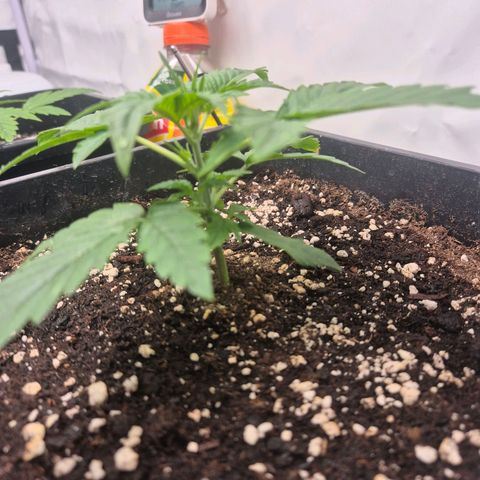 Sticky Beast BIGGY growlog timeline photo