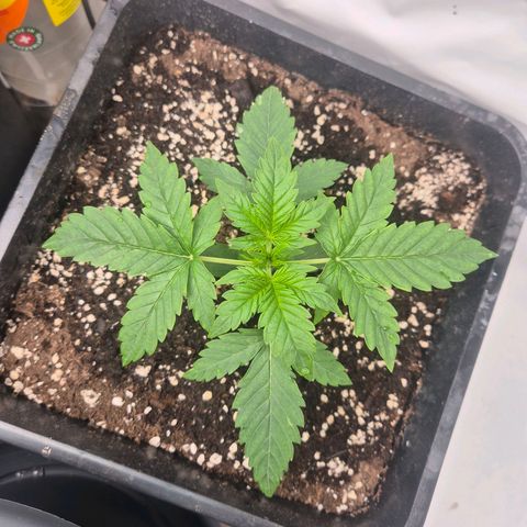 Sticky Beast BIGGY growlog timeline photo