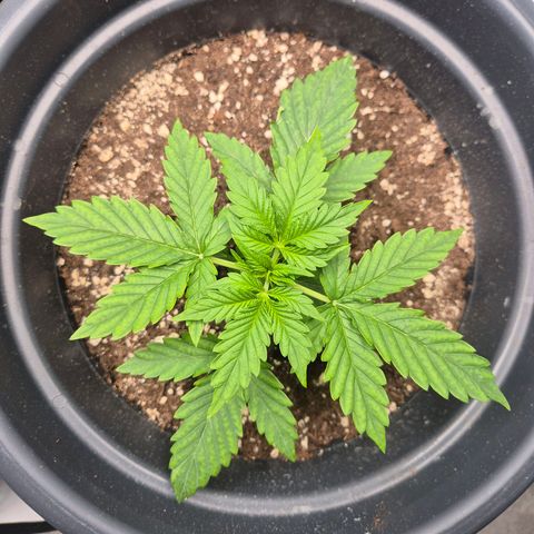 Sticky Beast TUPAC growlog timeline photo