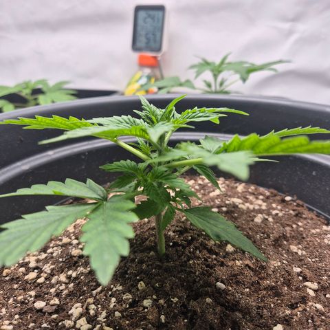 Sticky Beast TUPAC growlog timeline photo