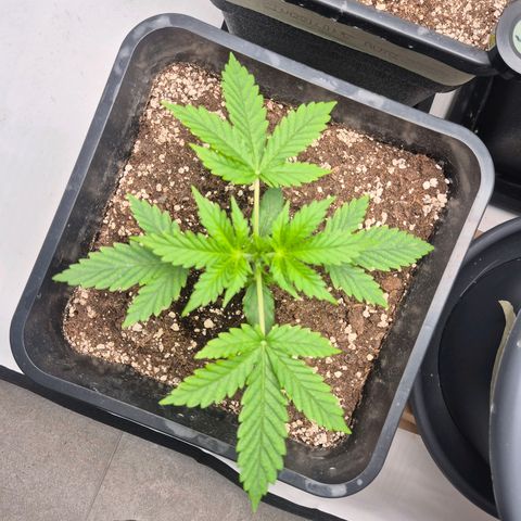 Sticky Beast BOB growlog timeline photo