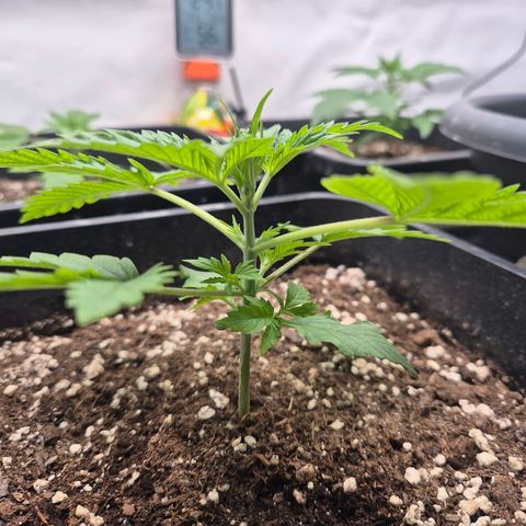 Sticky Beast BOB growlog timeline photo