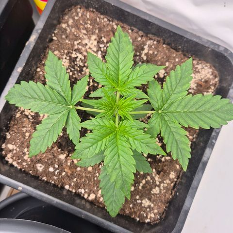 Sticky Beast BIGGY growlog timeline photo