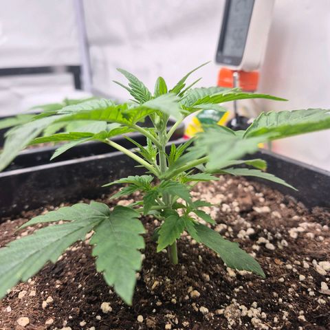 Sticky Beast BIGGY growlog timeline photo