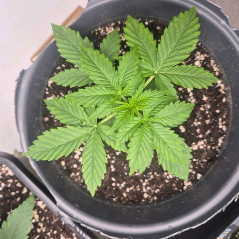 Sticky Beast TUPAC growlog timeline photo