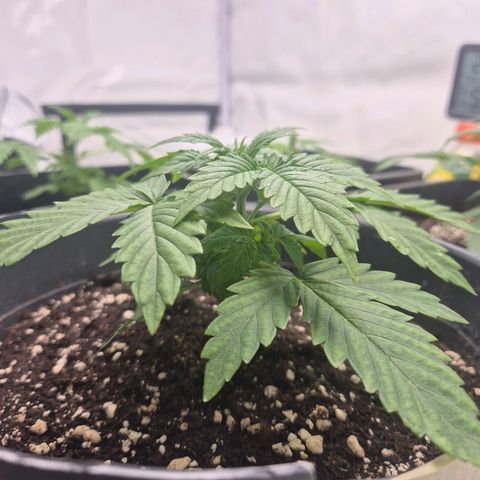 Sticky Beast TUPAC growlog timeline photo