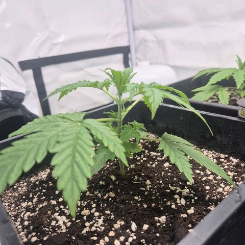 Sticky Beast BOB growlog timeline photo