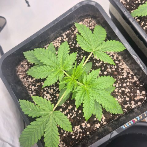 Sticky Beast BOB growlog timeline photo
