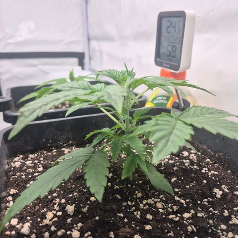 Sticky Beast BIGGY growlog timeline photo