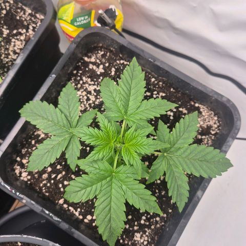 Sticky Beast BIGGY growlog timeline photo