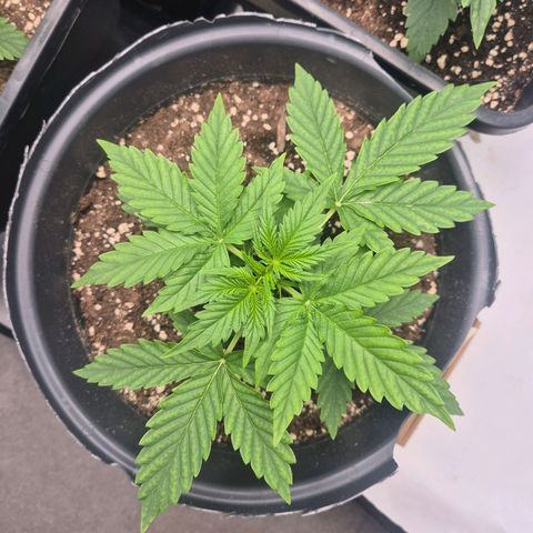 Sticky Beast TUPAC growlog timeline photo