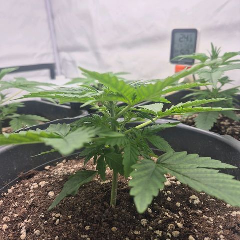 Sticky Beast TUPAC growlog timeline photo