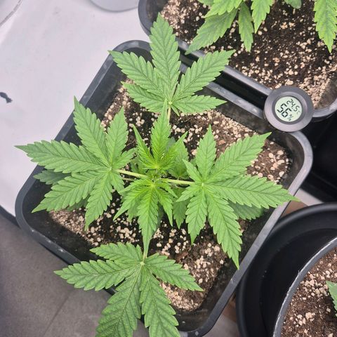 Sticky Beast BOB growlog timeline photo