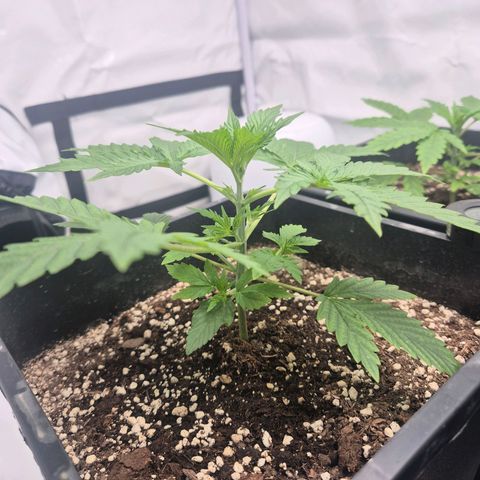 Sticky Beast BOB growlog timeline photo