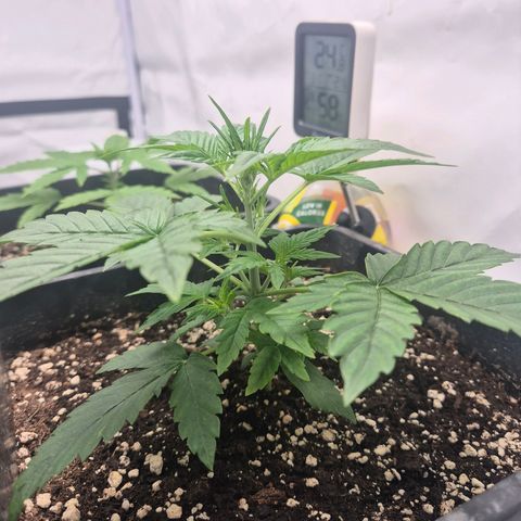 Sticky Beast BIGGY growlog timeline photo