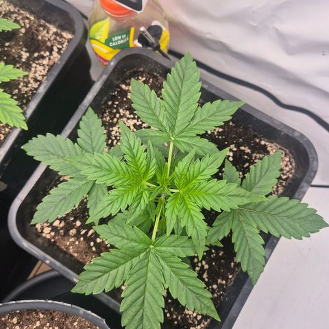 Sticky Beast BIGGY growlog timeline photo