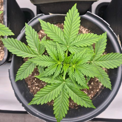Sticky Beast TUPAC growlog photo: Riepilogo dell'irrigazione per Tupac:

O

Ο

Ο

O

Quantità d'acqua: 650 ml (somministrata senza ricercare il deflusso).

Nutrimenti aggiunti: 0,5 ml di CalMag e 1 ml di fertilizzante base Zamnesia (nessun booster).

Valori EC: 700 µS misurati dopo l'aggiunta del CalMag; 1110 µS misurati dopo il fertilizzante base.

Valori pH: 7.85 