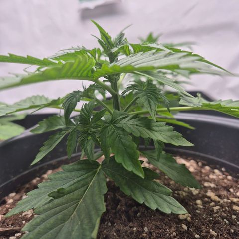 Sticky Beast TUPAC growlog photo: Riepilogo dell'irrigazione per Tupac:

O

Ο

Ο

O

Quantità d'acqua: 650 ml (somministrata senza ricercare il deflusso).

Nutrimenti aggiunti: 0,5 ml di CalMag e 1 ml di fertilizzante base Zamnesia (nessun booster).

Valori EC: 700 µS misurati dopo l'aggiunta del CalMag; 1110 µS misurati dopo il fertilizzante base.

Valori pH: 7.85 