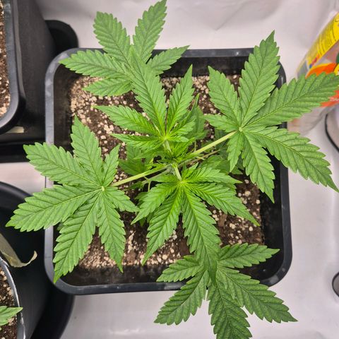 Sticky Beast BOB growlog timeline photo