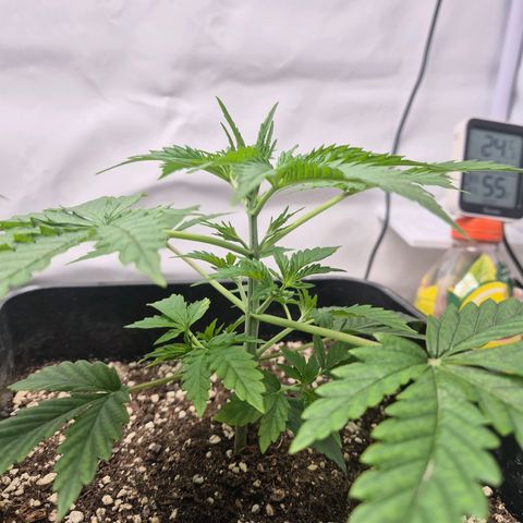 Sticky Beast BOB growlog timeline photo