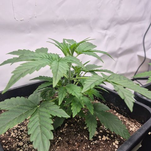 Sticky Beast BIGGY growlog timeline photo