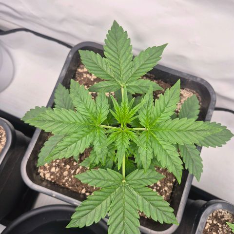 Sticky Beast BIGGY growlog timeline photo