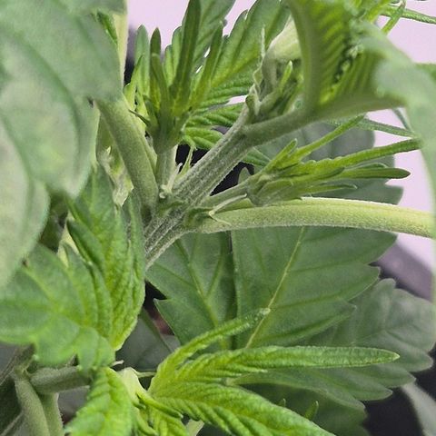 Sticky Beast BIGGY growlog photo: I primi segni dell'inizio della fioritura