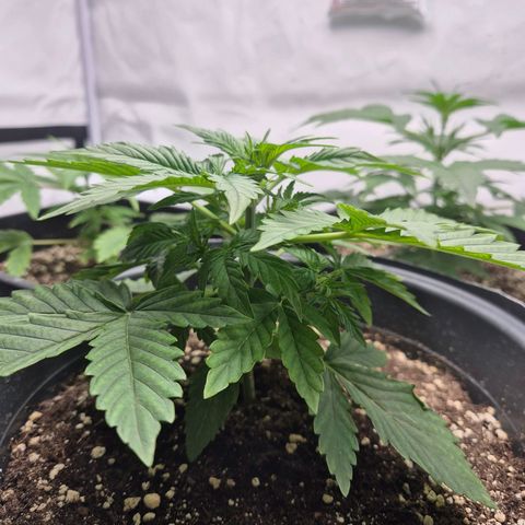 Sticky Beast TUPAC growlog timeline photo