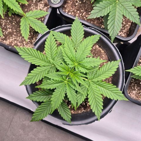 Sticky Beast TUPAC growlog timeline photo