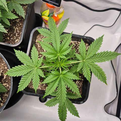 Sticky Beast BOB growlog timeline photo