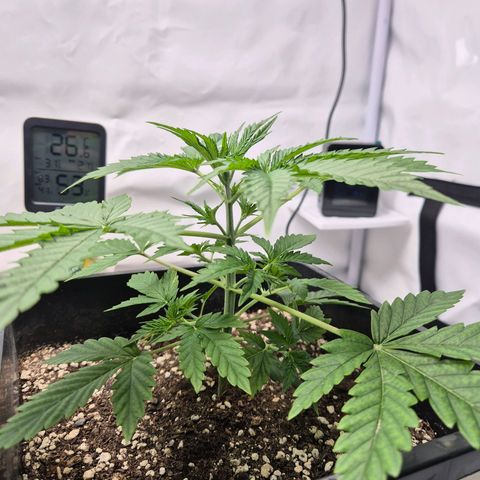 Sticky Beast BOB growlog timeline photo