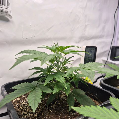 Sticky Beast BIGGY growlog timeline photo