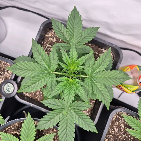 Sticky Beast BIGGY growlog timeline photo