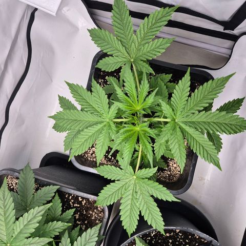 Sticky Beast BOB growlog timeline photo