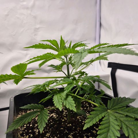 Sticky Beast BOB growlog timeline photo