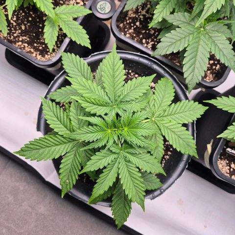 Sticky Beast TUPAC growlog timeline photo