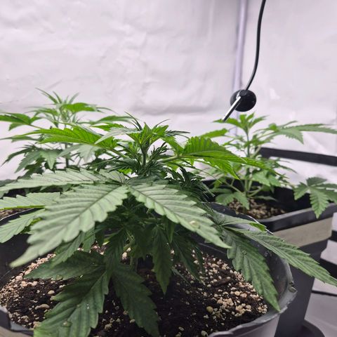 Sticky Beast TUPAC growlog timeline photo
