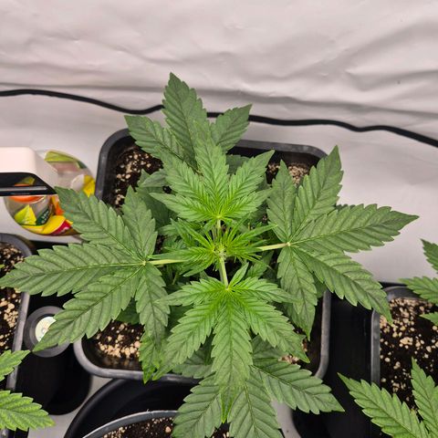 Sticky Beast BIGGY growlog timeline photo