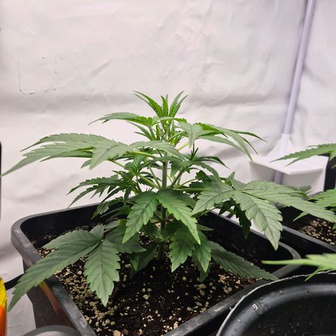 Sticky Beast BIGGY growlog timeline photo