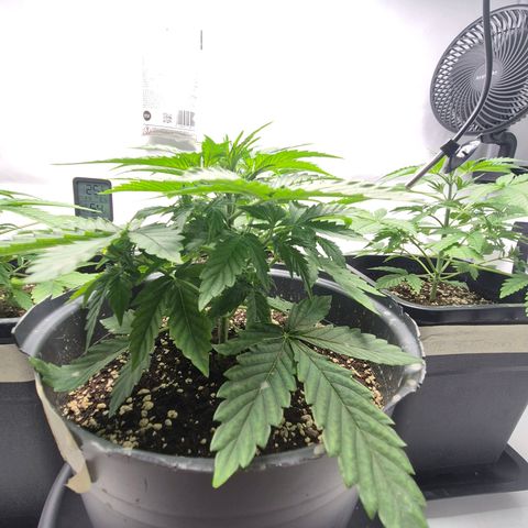 Sticky Beast TUPAC growlog timeline photo